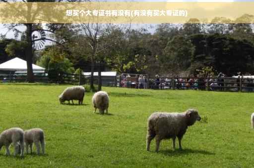 想买个大专证书有没有(有没有买大专证的)