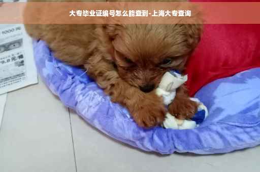 大专毕业证编号怎么能查到-上海大专查询