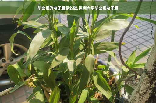 毕业证的电子版怎么做,深圳大学毕业证电子版