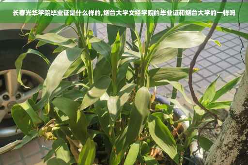 长春光华学院毕业证是什么样的,烟台大学文经学院的毕业证和烟台大学的一样吗