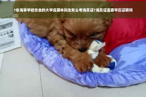 ?非海事学校毕业的大学应届本科生怎么考海员证?海员证需要学历证明吗
⚡️