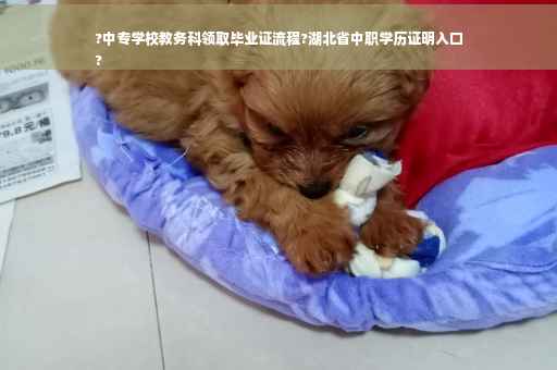 ?中专学校教务科领取毕业证流程?湖北省中职学历证明入口
?