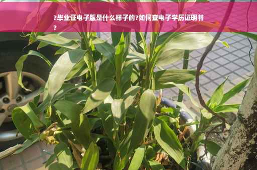 ?毕业证电子版是什么样子的?如何查电子学历证明书
?