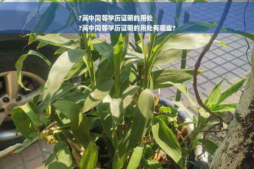 ?高中同等学历证明的用处
?高中同等学历证明的用处有哪些?