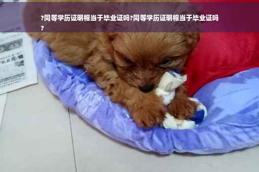 ?同等学历证明相当于毕业证吗?同等学历证明相当于毕业证吗
?