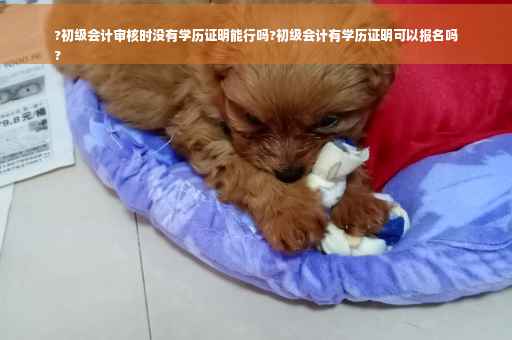 ?初级会计审核时没有学历证明能行吗?初级会计有学历证明可以报名吗
?