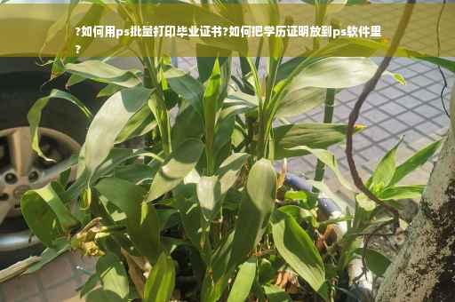 ?如何用ps批量打印毕业证书?如何把学历证明放到ps软件里
?