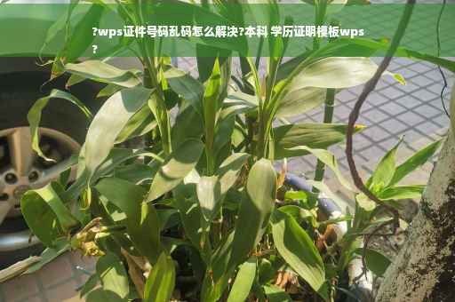 ?wps证件号码乱码怎么解决?本科 学历证明模板wps
?