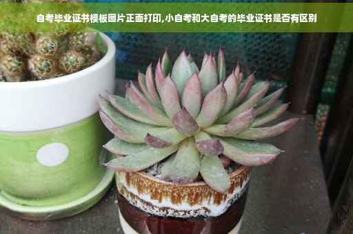 自考毕业证书模板图片正面打印,小自考和大自考的毕业证书是否有区别